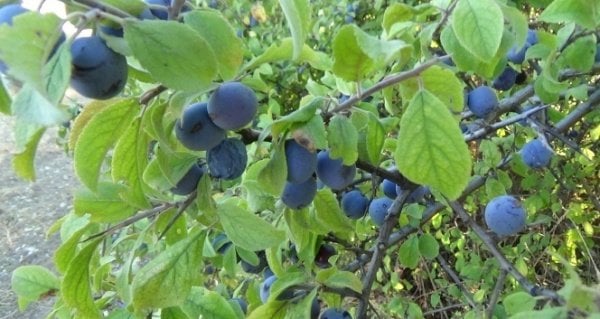 Karşı Köyden Güvem Eriği (Çakal Eriği) Şurubu - Şekersiz (210ml - Cam Kavanoz)